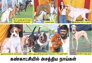 மெட்ராஸ் கெனைன் கிளப் சார்பில் சென்னையில் நடந்த நாய் கண்காட்சியில் ...