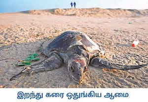 சென்னை அடையாறு ஆற்றின் முகத்துவார பகுதியில் இறந்து கரை ஒதுங்கிய கடல் ஆமை, ...