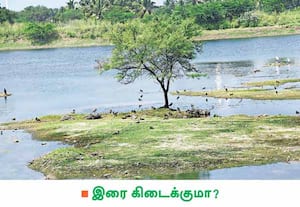 உடுமலை கோட்டமங்கலம் குளத்தில், ஈர நிலங்களில் வசிக்கும் லேப்விங் ...