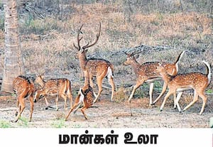 திருப்பூர் திருமுருகன் பூண்டி நல்லாறு பகுதியில் புள்ளி மான்கள் கூட்டமாக ...