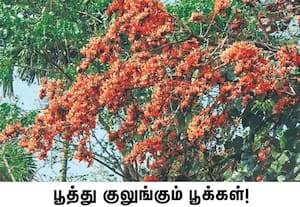 பந்தலூர் பகுதியில் கோடை காலத்தில் மட்டுமே பூத்து குலுங்கும், பிளேம் ஆப் ...