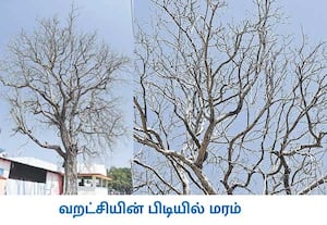  இலைகளை முழுவதும் உதிர்த்து மழையை எதிர்பார்த்து காத்துக் ...