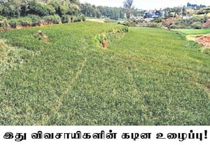 ஊட்டி பூண்டுக்கு தற்போது விலை ஏற்றம் தொடர்வதால் சுற்றுப்புற ...