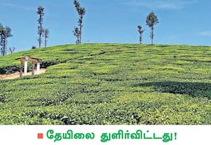 வால்பாறையில் தென்மேற்கு, வட கிழக்கு பருவமழைகளுக்கு பின் சீதோஷ்ண ...