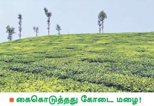 வால்பாறையில் பெய்த கோடை மழையால் தேயிலை செடிகள் மீண்டும் துளிர்விட்டு ...