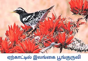 இந்தியாவின் இமயமலை மற்றும் இலங்கை நாட்டில் வாழும் பெரிய பூங்குருவி, ...