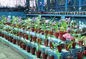 நீலகிரி ஜீன்பூல் தாவரவியல் மையத்தில், அழிந்து வரும் ஆர்கிட்களை ...