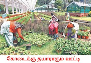 வரும் மே மாதம் நடைபெறும் ஊட்டி மலர் கண்காட்சிக்காக அங்குள்ள தாவரவியல் ...