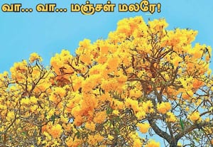 கோடை காலத்தை வரவேற்று பூத்துக் குலுங்கும் தங்க அரளி பூக்கள். இடம்: ...