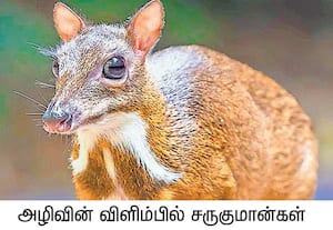 வனப்பகுதிகளில் அரிதிலும் அரிதாக காணப்படும் இந்திய சருகுமான்கள், அழிவின் ...