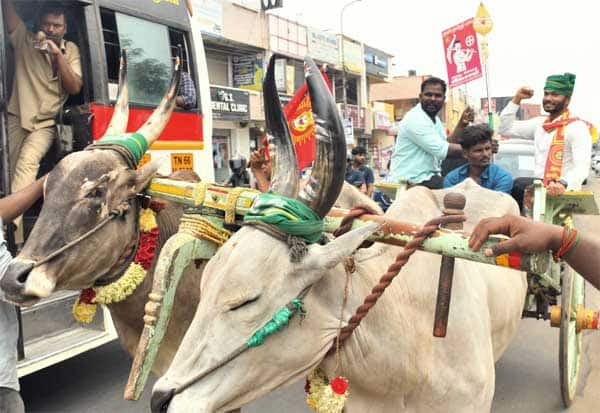  விசில் அடிக்காதீங்கப்பா... பஸ்சில் கண்டெக்டர் விசில் அடிக்க,மாட்டு வண்டியில் வேலுடன் வேட்பு மனு தாக்கல் செய்த நாம் தமிழர் வேட்பாளர் கட்சி வேட்பாளர்  நேருஜி. இடம்: கோவை, சிங்கநல்லூர்.<br>