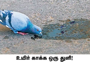 சுடும் வெயிலில் ஒரு துளி தண்ணீருக்காக இது போன்ற பறவைகள் பல தவிக்கின்றன. ...