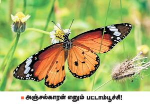 ஒரு பூவின் காதலை பூவிடம் கொண்டு சேர்க்கும் பட்டாம்பூச்சிக்கு தேன் ...