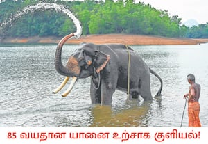 கேரளாவின் திருவனந்தபுரத்தில் உள்ள கோட்டூர் யானைகள் மறுவாழ்வு மையம், ...
