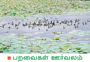 தாமரை இலைகளுக்கு இடையே உளள தண்ணீரில் கூட்டணி அமைத்து மீன்களை தேடும் ...
