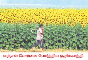 பஞ்சாபில் நெல் மற்றும் கோதுமைக்கு மாற்றாக குறைந்த அளவு தண்ணீரை ...