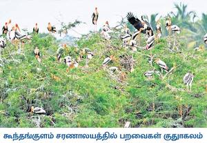 திருநெல்வேலி மாவட்டம் கூந்தங்குளம் பறவைகள் சரணாலயத்திற்கு வந்துள்ள ...