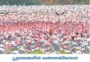 மஹாராஷ்ரா மாநிலம் நவி மும்பையின் சிற்றோடை பகுதிக்கு ஈரான் உள்ளிட்ட ...