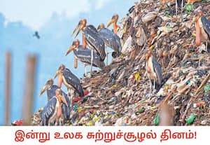 உலகின் அழிந்து வரும் அரிய பறவை இனமான கிரேட்டர் அட்ஜூடன்ட் ஸ்டார்க்ஸ் ...
