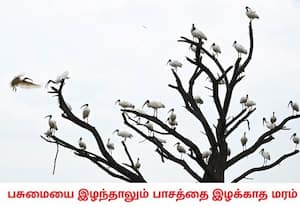 இலைகளற்ற தன் மொட்டைக்கிளைகளை வெள்ளை அரிவாள் மூக்கன் என்ற பறவைகளுக்கு ...