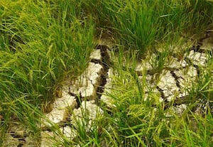 திருவண்ணாமலை மாவட்டம் செய்யார் அடுத்த தூளி கிராமத்தில் உள்ள விவசாய ...