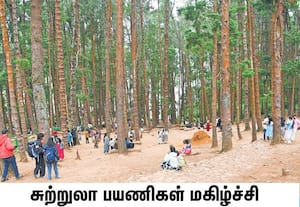 ஊட்டி தலைகுந்தா அருகே உள்ள பைன் சோலைக்கு திரளான சுற்றுலா பயணிகள் வந்த ...