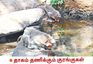 சுட்டெரிக்கும் வெயில் அதிகரித்துக் காணப்படுவதால் தாகம் தீர ...