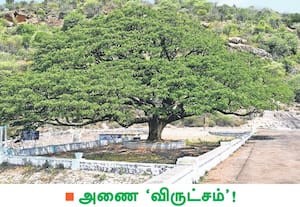 இரு மாவட்ட பாசன ஆதாரமான அமராவதி அணையில் கிளைகள் பரப்பி பசுமை குடிலாய் ...