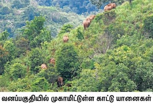  கூடலூர் நாடுகாணி ஜீன்பூல் தாவர மைய வனப்பகுதியில் முகாமிட்டுள்ள காட்டு ...