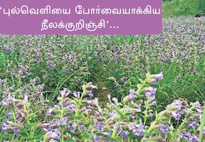 பன்னிரண்டு ஆண்டுகள் காத்திருந்து மலைச் சரிவில் விழித்தெழுந்து பூத்த ...