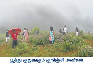குறிஞ்சி பூக்களில் 12 ஆண்டுகளுக்கு ஒரு முறை பூக்கும் வகையே அதிகம் ...