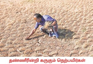 திருநெல்வேலி மாவட்டம் மானூர் சுற்றுவட்டார பகுதிகளில் போதிய மழையின்றி ...