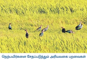 தஞ்சாவூர் மாவட்ட நீர்நிலைகளில் தண்ணீர் இல்லாததால் வயல்களில் குவிந்து ...