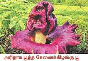திருநெ ல்வேலி பாறையடி பகுதியை சேர்ந்த விவசாயியின் தோட்டத்தில் ...