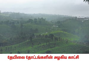 பந்தலூர் பகுதியில் மழை பெய்து வரும் நிலையில் தேயிலை தோட்டங்களின் அழகிய ...