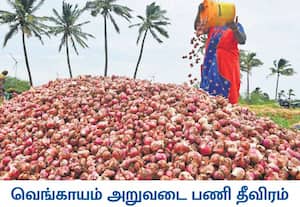 தென்காசி மாவட்டம் சுரண்டை பகுதியில் சின்ன வெங்காயம் அறுவடை பணி ஜரூராக ...