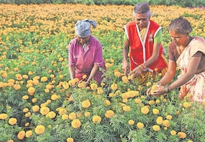ஓணம் பண்டிகையை முன்னிட்டு செண்டுமல்லி பூக்கள் அறுவடையில ஈடுபட்ட ...