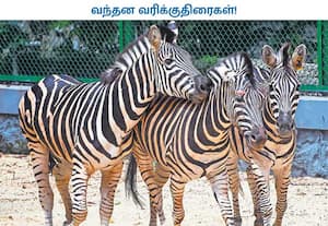  விலங்குகள் பரிமாற்ற ஒப்பந்தத்தின் கீழ் குஜராத்தின் வன்தாரா வனவிலங்கு  ...