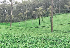 வால்பாறையில் பெய்யும் பருவமழையால் எஸ்டேட்களில் தேயிலை செடிகள் ...
