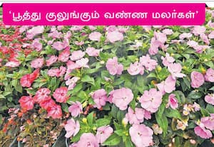 ஊட்டியில் இரண்டாவது சீசன் அடுத்த மாதம் துவங்க உள்ள நிலையில் கர்நாடக ...
