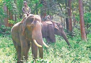 கூடலூர் லாரஸ்டன் பகுதியில் முதுமலை கும்கி யானைகள் உதயன், பொம்மன் (தந்தம் ...