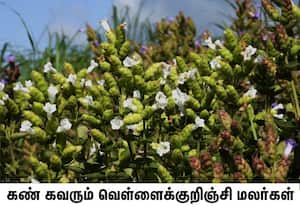  நீலகிரி மாவட்டம் கூடலூர் வனத்தில் நீலக்குறிஞ்சி மலர்களுடன் வெள்ளை நிற ...