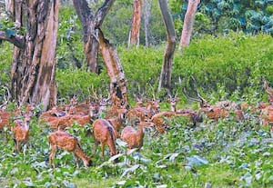  முதுமலையில் அவ்வபோது மழை பெய்து வரும் நிலையில் வன பகுதிகள் பசுமையாக ...