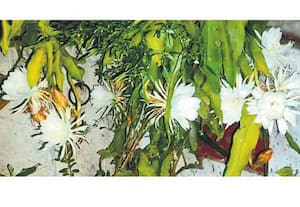 மருத்துவ குணம் மிக்க பிரம்ம கமலம் ஆண்டுக்கொரு முறை இரவில் ...