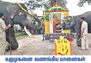 நீலகிரி மாவட்டம் முதுமலை புலிகள் காப்பகம் தெப்பக்காடு யானைகள் முகாமில் ...