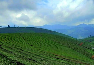 பச்சைக் கம்பளம் விரித்தது போல்...சில்லென்று காற்று மலைகளை தழுவி செல்ல, ...