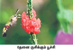 கோவையில் மாலை பொழுதில் பெய்து வரும் மழையால் குளிர்ந்த பூமியில் ...
