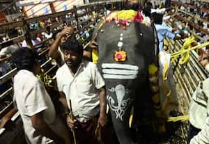  திருவண்ணாமலை அருணாச்சலேஸ்வரர் கோவிலுக்கு புதிதாக வந்த எட்டு வயது ...
