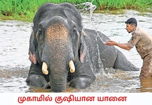 கர்நாடகாவின் குடகு மாவட்டத்தில் உள்ள துபரே முகாமில் கடந்த மே மாதம் இரு ...