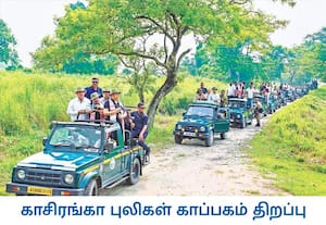   வடகிழக்கு மாநிலமான அசாமின் கோலாகாட்டில் உள்ள காசிரங்கா புலிகள் ...